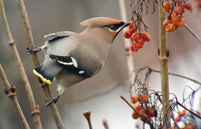 Waxwing