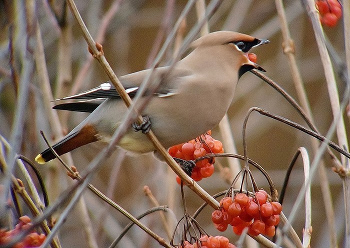 Waxwing