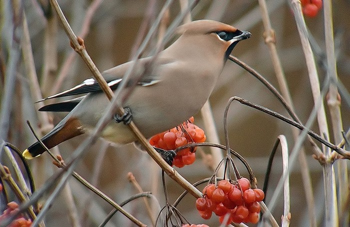 Waxwing