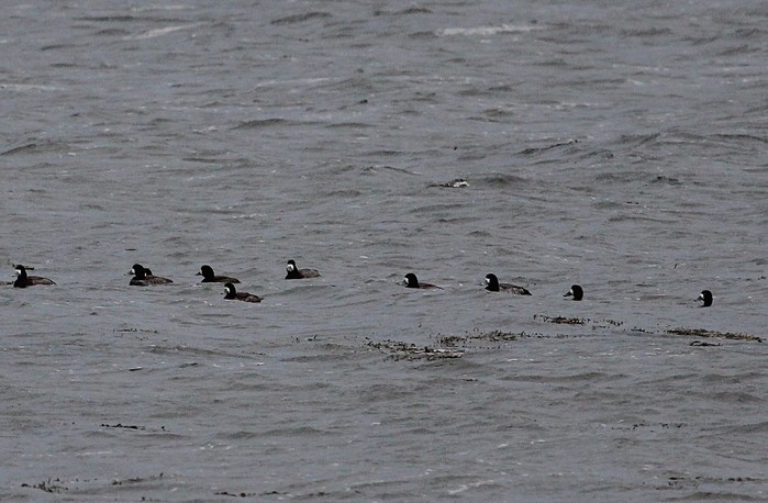 Scaup