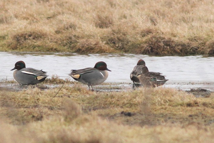 Green-winged Teal