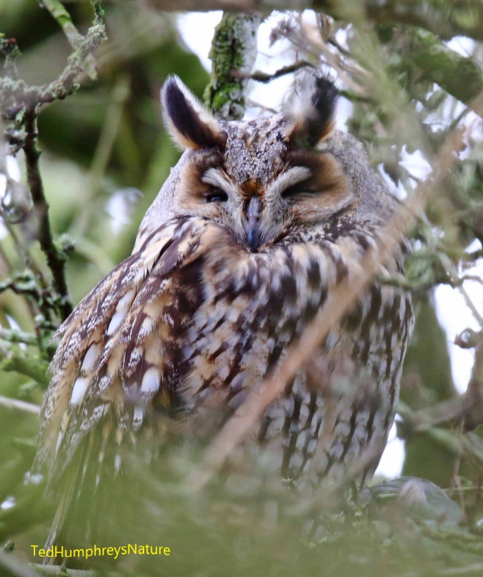 Long-eared Owl