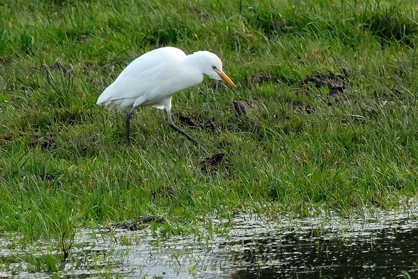 Cattle Egret