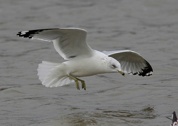 Ring-billed Gull