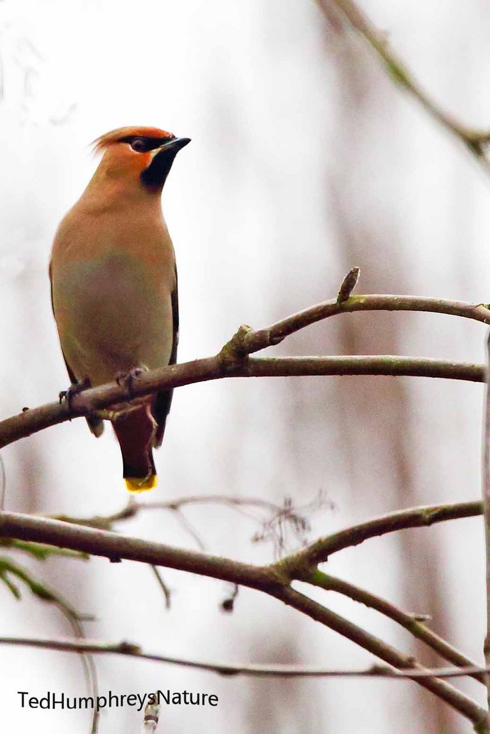 Waxwing