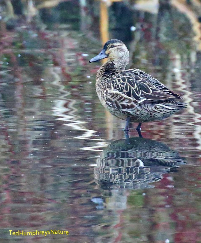 Garganey