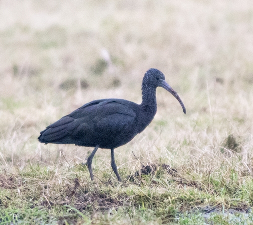 Glossy Ibis
