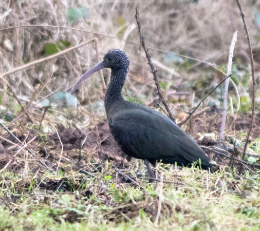Glossy Ibis
