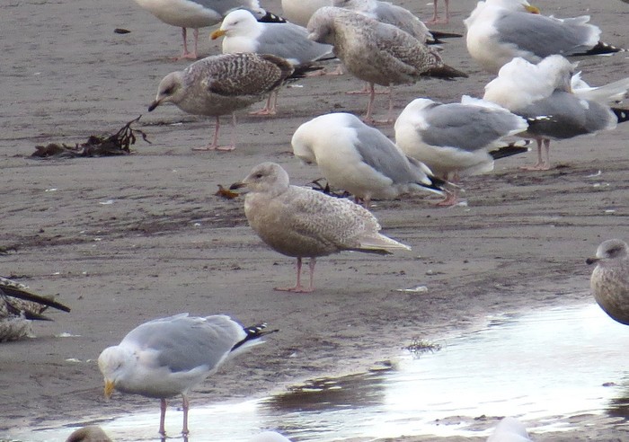 Iceland Gull