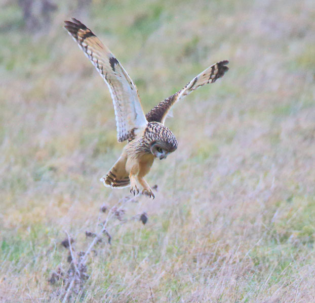 Short-eared Owl
