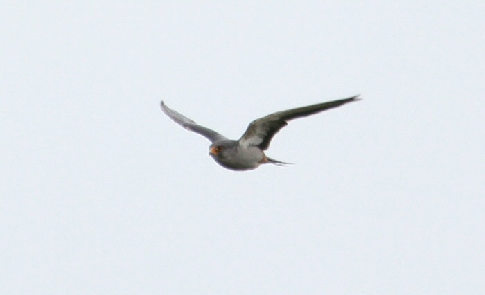 Amur Falcon