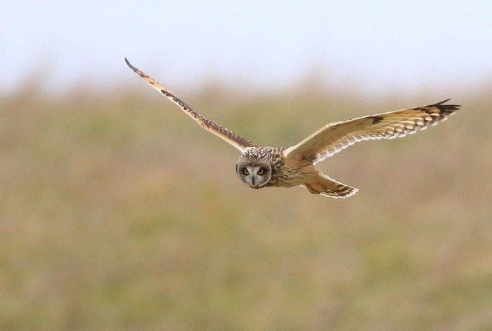 Short-eared Owl