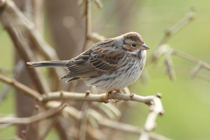 Little Bunting