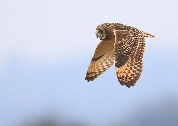 Short-eared Owl