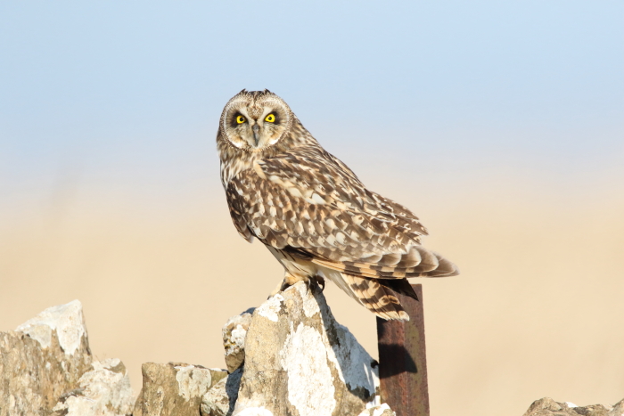 Short-eared Owl