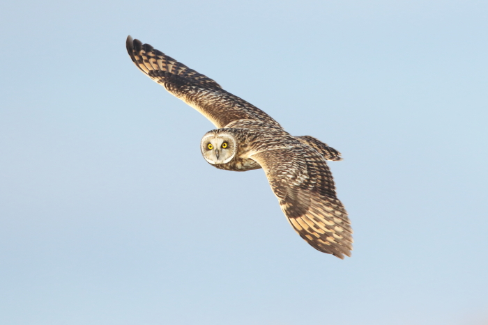 Short-eared Owl