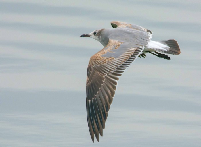 Laughing Gull