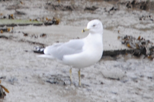 Ring-billed Gull