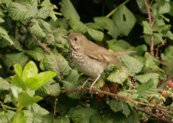 Grey-cheeked Thrush