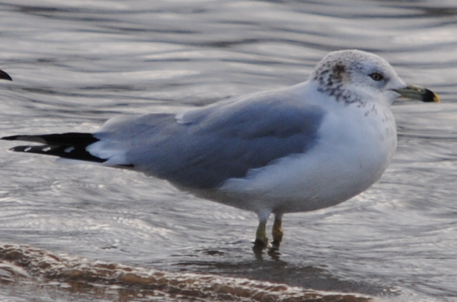 Ring-billed Gull