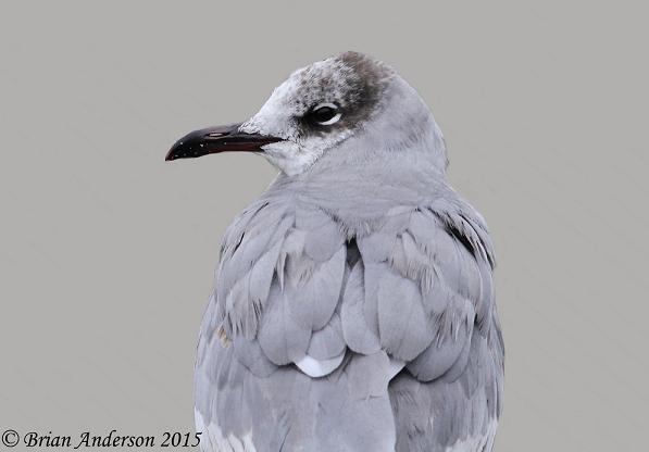Laughing Gull