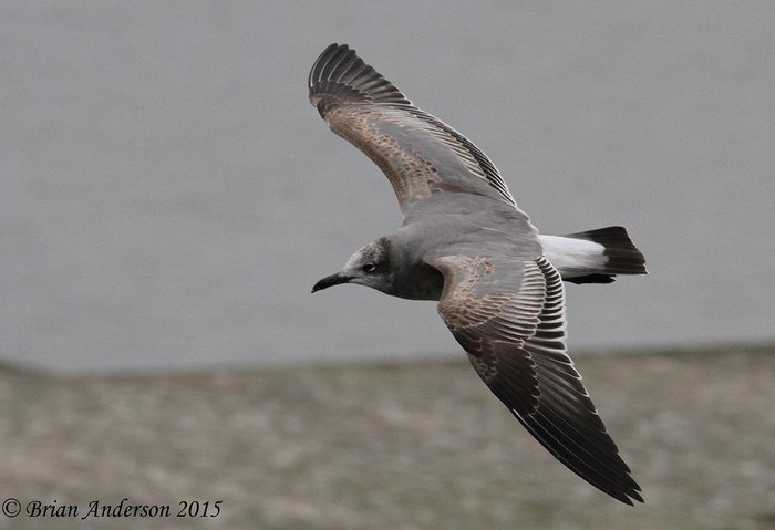 Laughing Gull