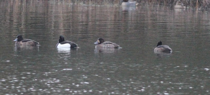 Scaup