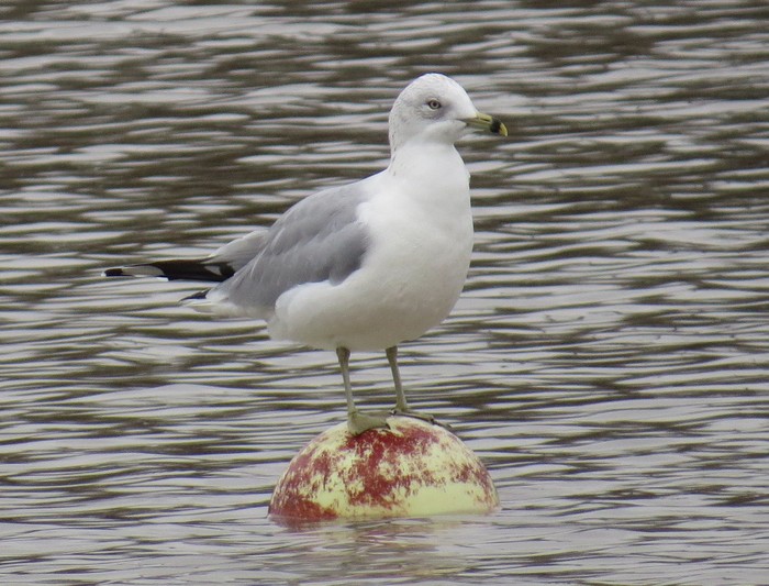 Ring-billed Gull