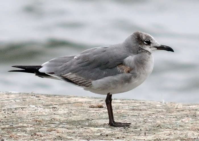 Laughing Gull
