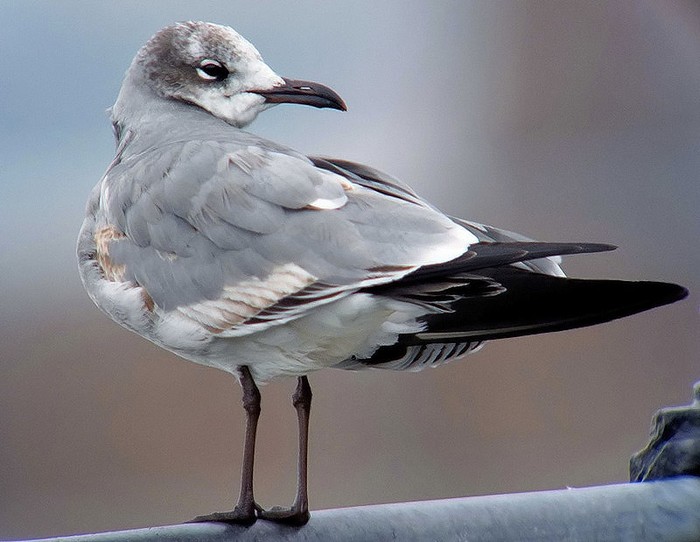 Laughing Gull