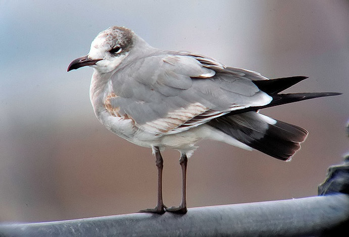 Laughing Gull