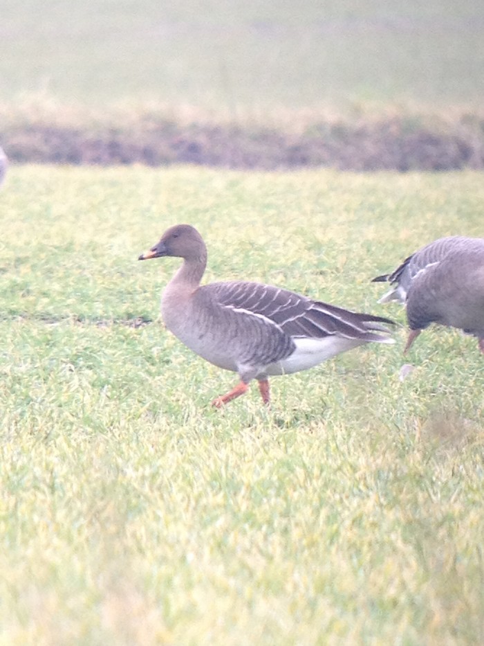 Tundra Bean Goose