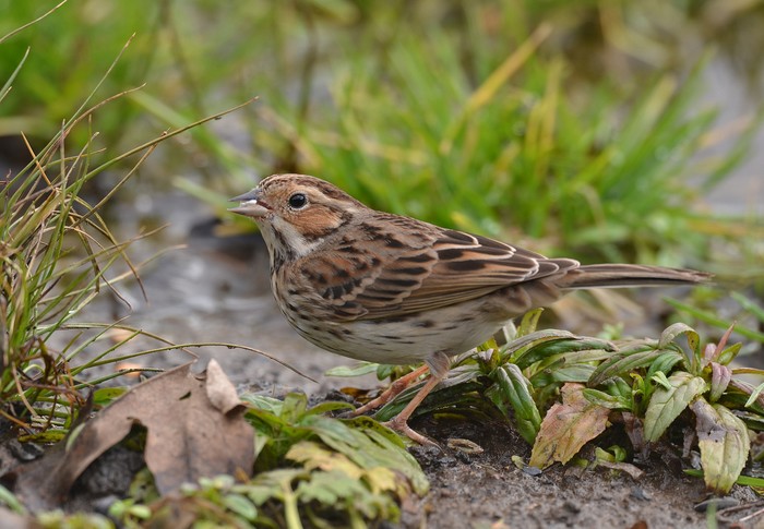 Little Bunting