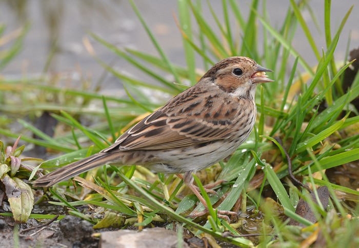 Little Bunting