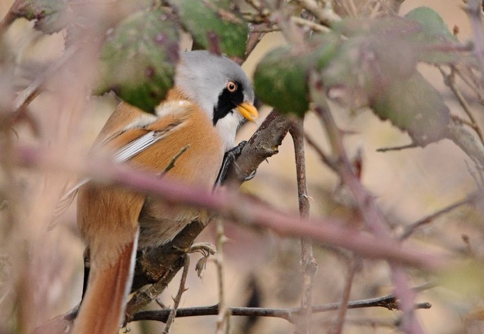 Bearded Tit
