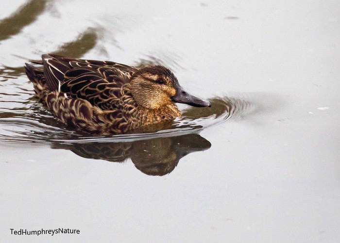 Garganey