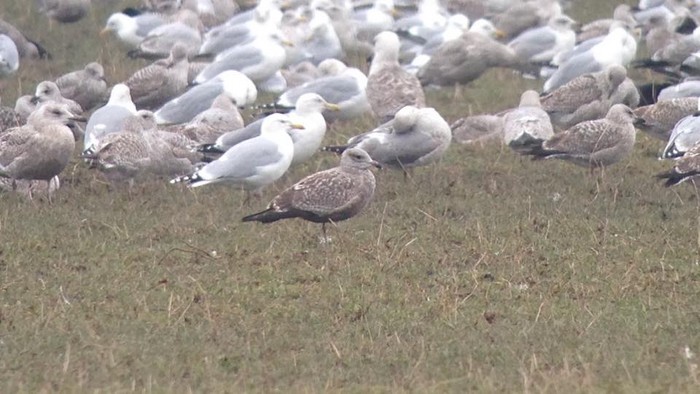 American Herring Gull