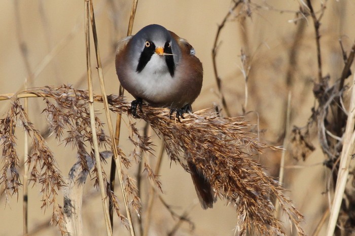 Bearded Tit
