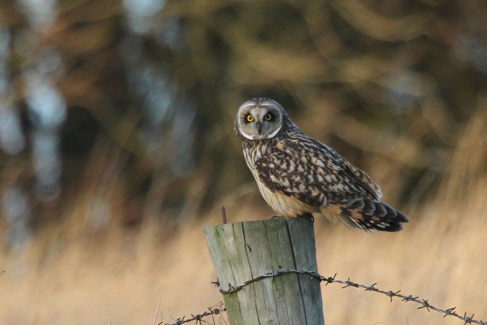 Short-eared Owl