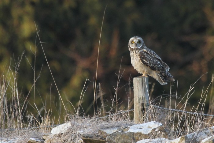Short-eared Owl