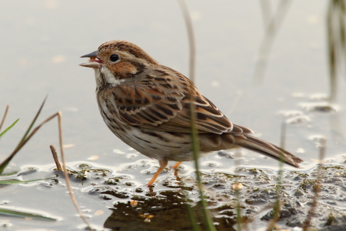 Little Bunting