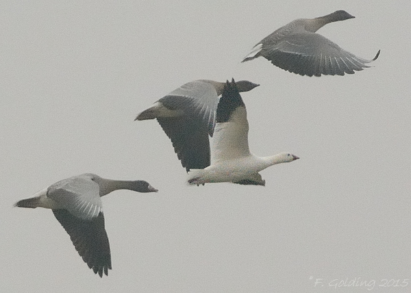 Ross's Goose