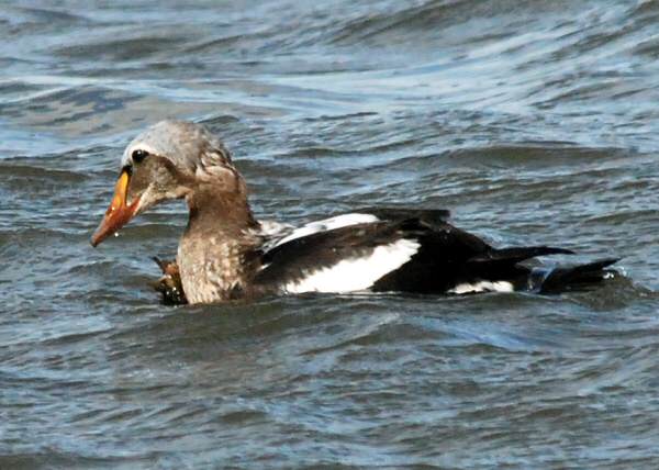 King Eider