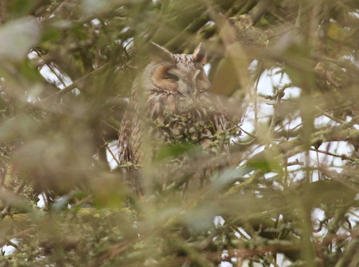 Long-eared Owl