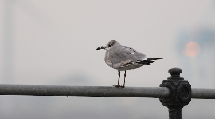 Laughing Gull