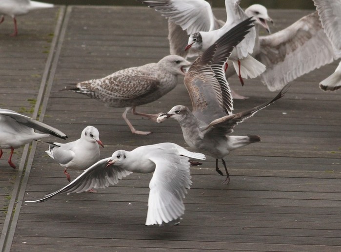 Laughing Gull