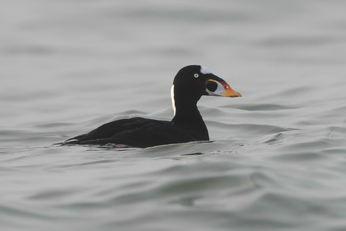 Surf Scoter