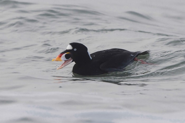 Surf Scoter