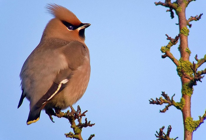 Waxwing