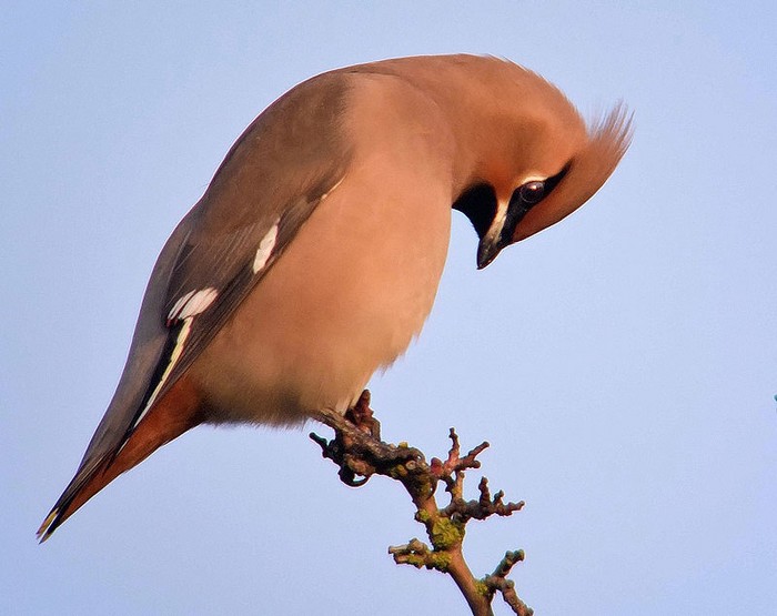 Waxwing